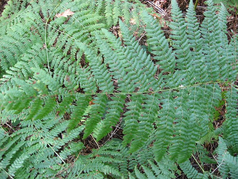 Bracken growing in light Woodland 02